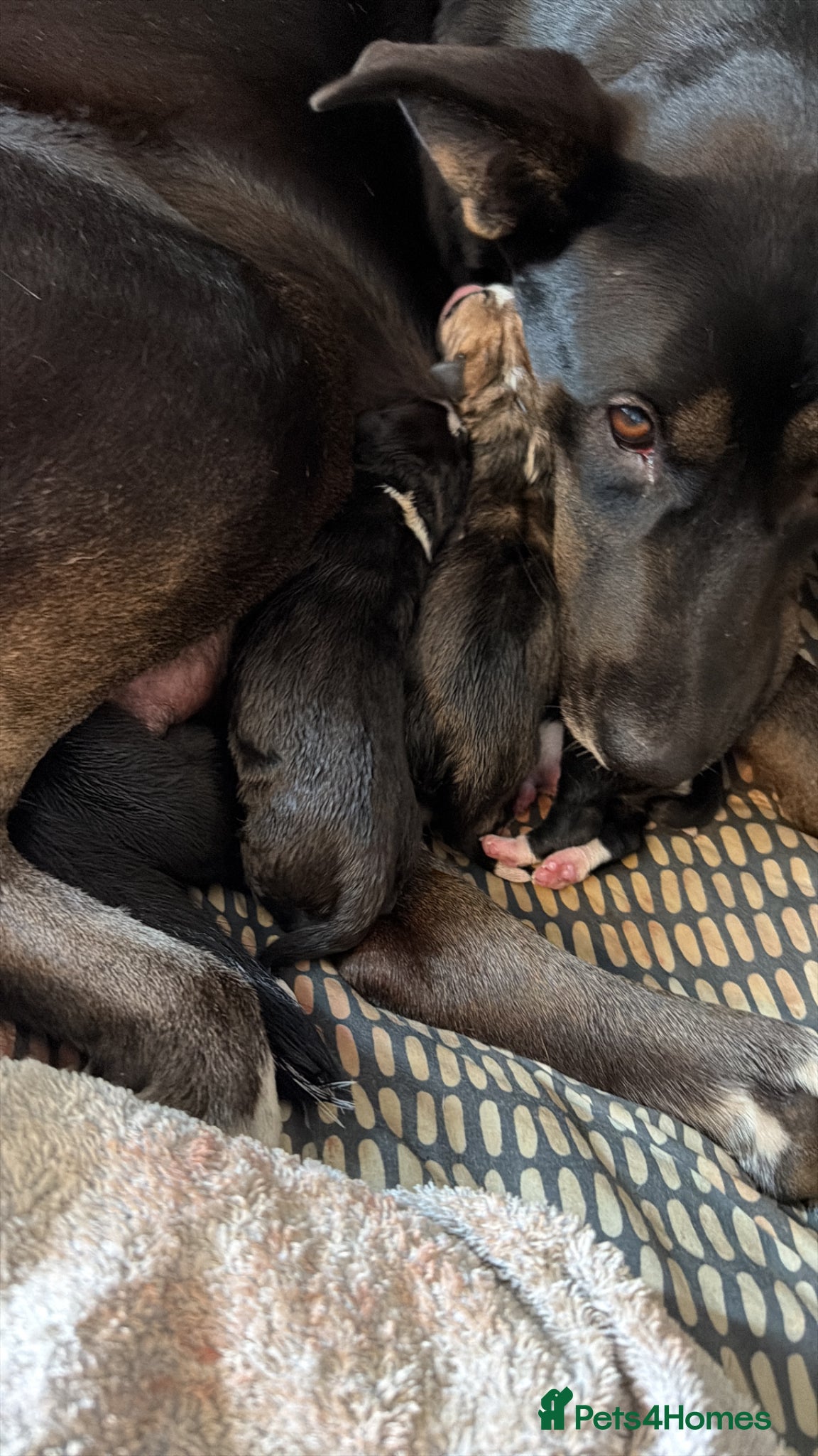 Mixed Breed dogs Puppies for sale  - Advert 4