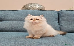 Scottish Fold cats for sale: Excellent Scottish straight kittens  - Advert 19