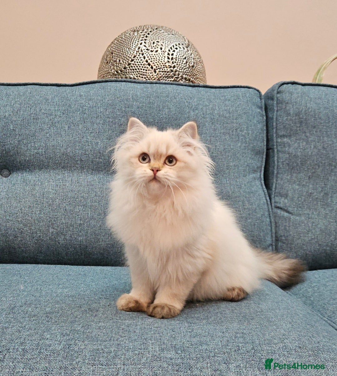 Scottish Fold cats for sale: Excellent Scottish straight kittens  - Advert 19