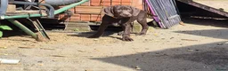 Mixed Breed dogs for sale: Pointador's (Lab x GSP) - Advert 5