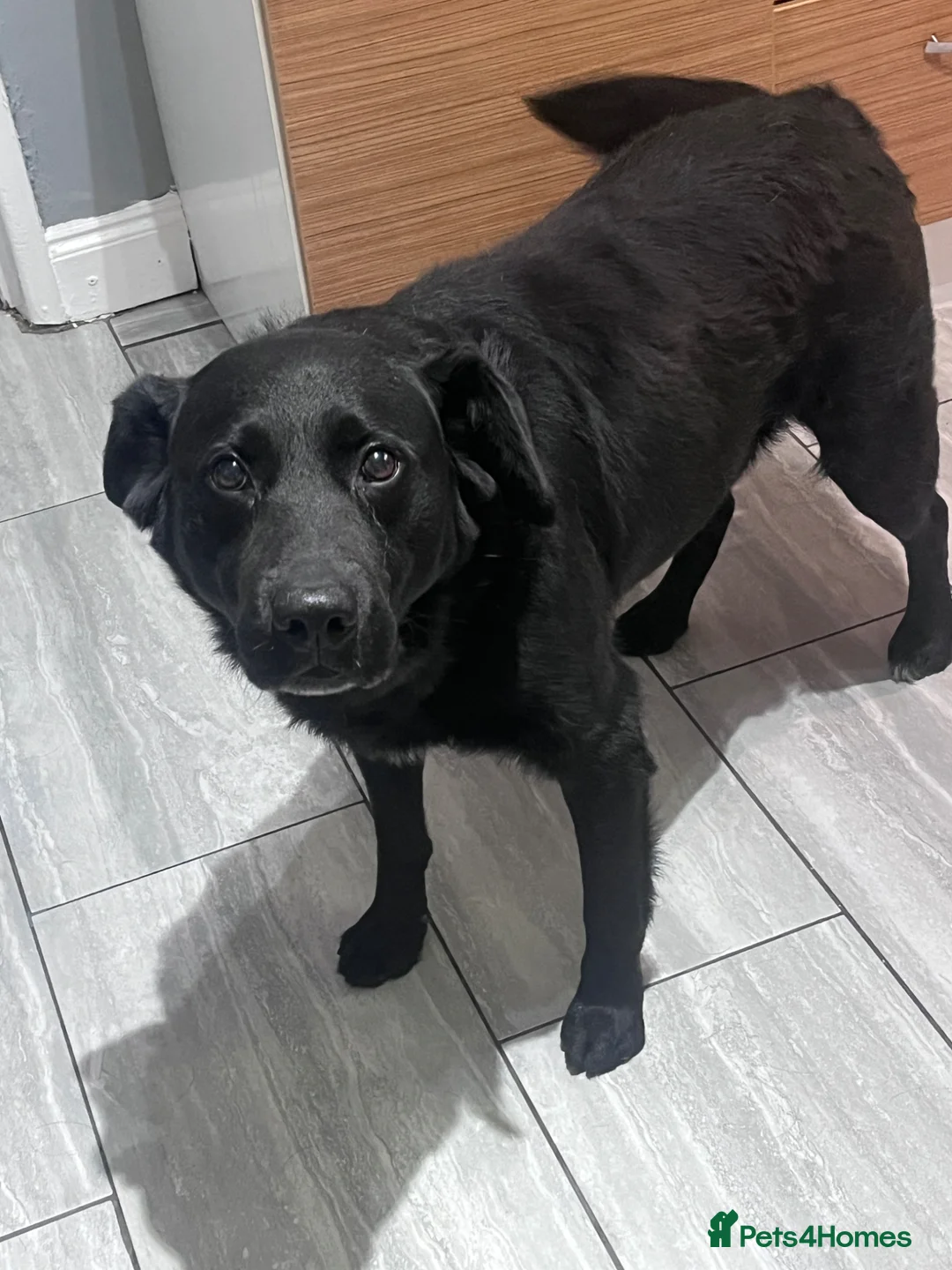 Labrador Retriever dogs for sale: 2 adult Labrador for rehoming in Guildford - Advert 2