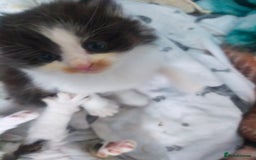 Mixed Breed cats for sale: Four lovely fluffy kittens  - Image 11