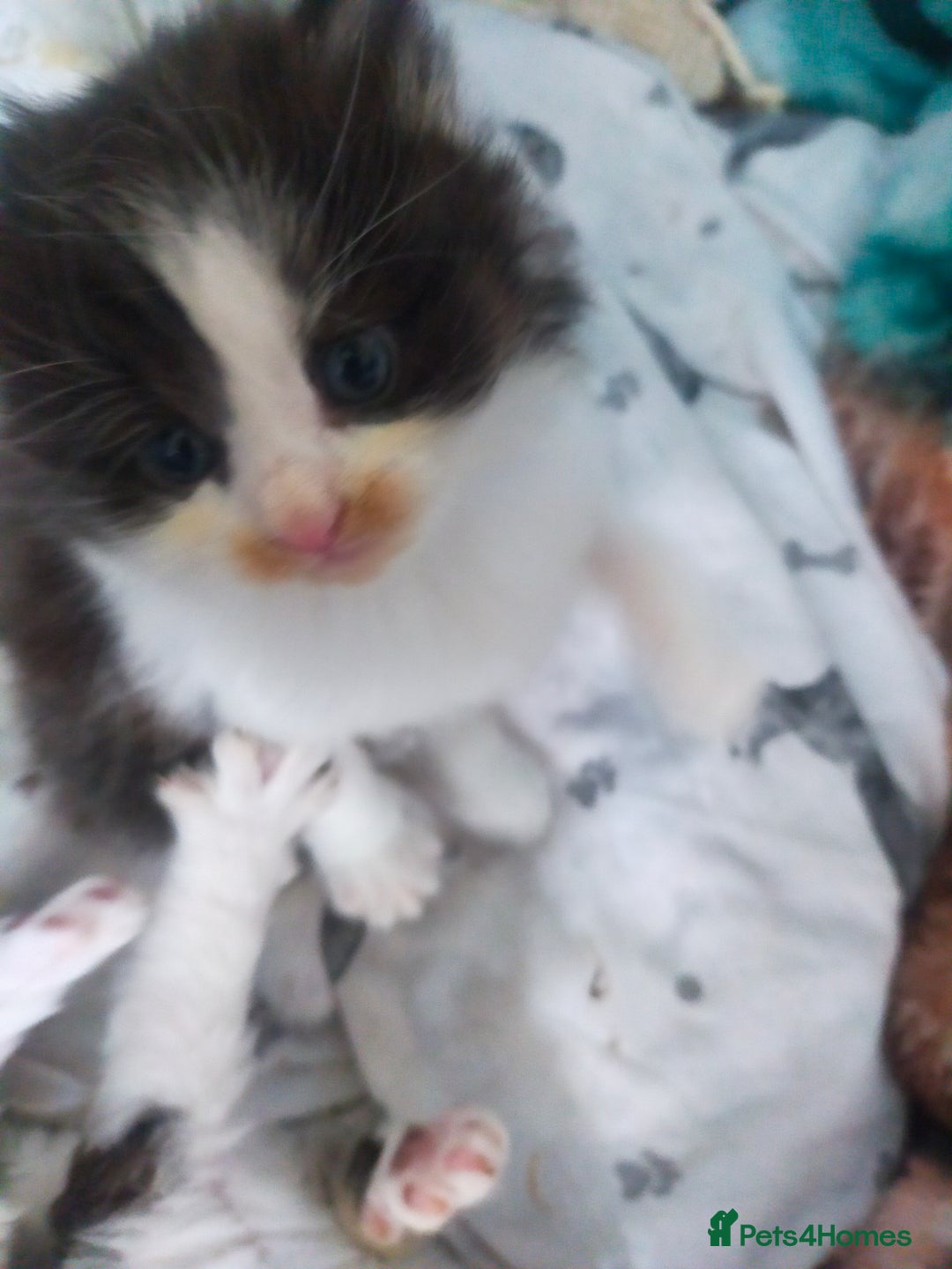 Mixed Breed cats for sale: Four lovely fluffy kittens  - Image 11