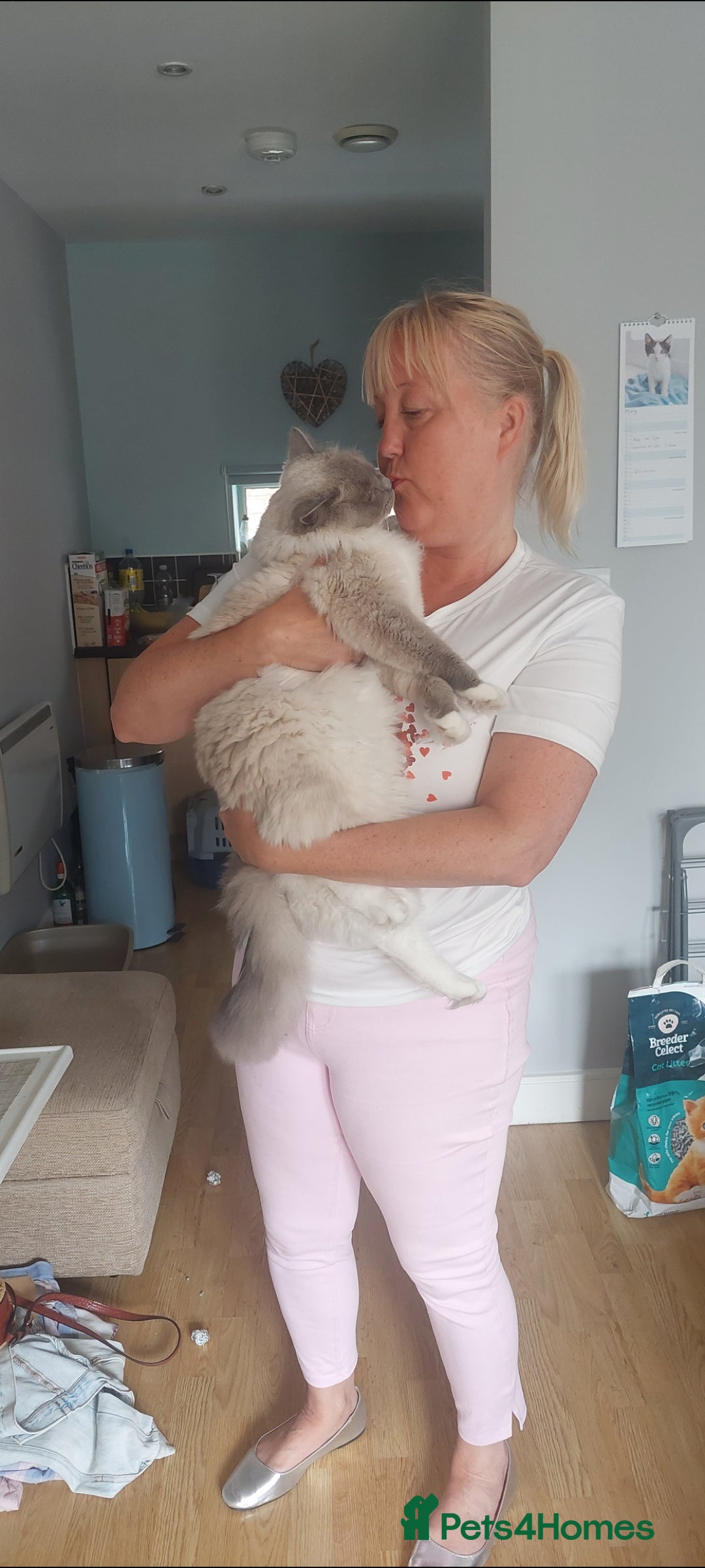Ragdoll cats for sale: Ragdoll Male - Image 3