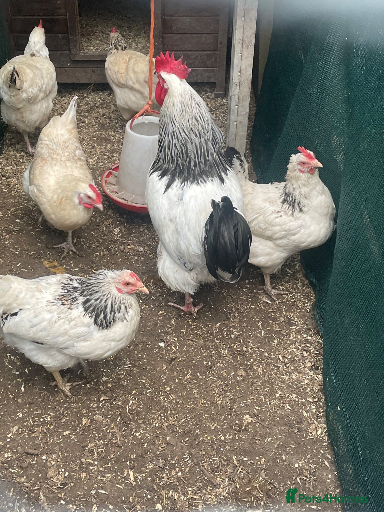 Chickens poultry Light Sussex hens  - Advert 4