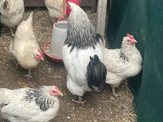 Chickens poultry Light Sussex hens - Advert 13