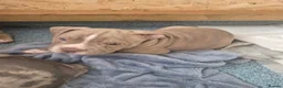 American Bully dogs for sale: Our Pocket Bully puppies  - Advert 7