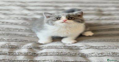 British Shorthair cats - Advert 9