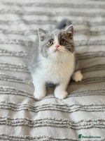 British Shorthair cats - Advert 1
