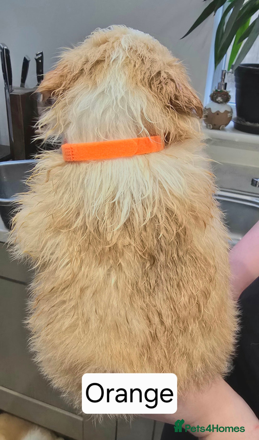 Border Collie dogs for sale: Beautiful EE-Red/Golden Long Haired Border Collies - Advert 16