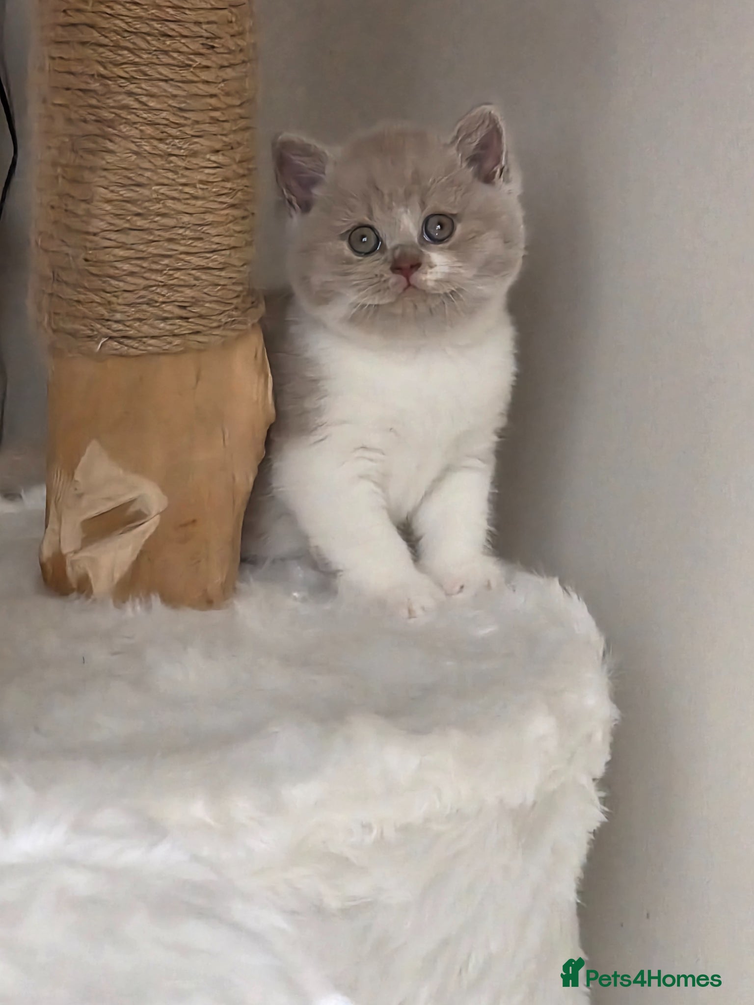 British Shorthair cats Exceptional Champion🏆 British Shorthair kitten - Advert 2