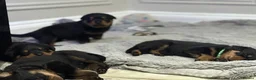 Rottweiler dogs for sale: Chunky Rottweilers  - Advert 11
