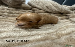 Cavapoo dogs for sale: ** RARE CAVAPOO PUPPIES DNA 🧬 CLEAR ** - Advert 17