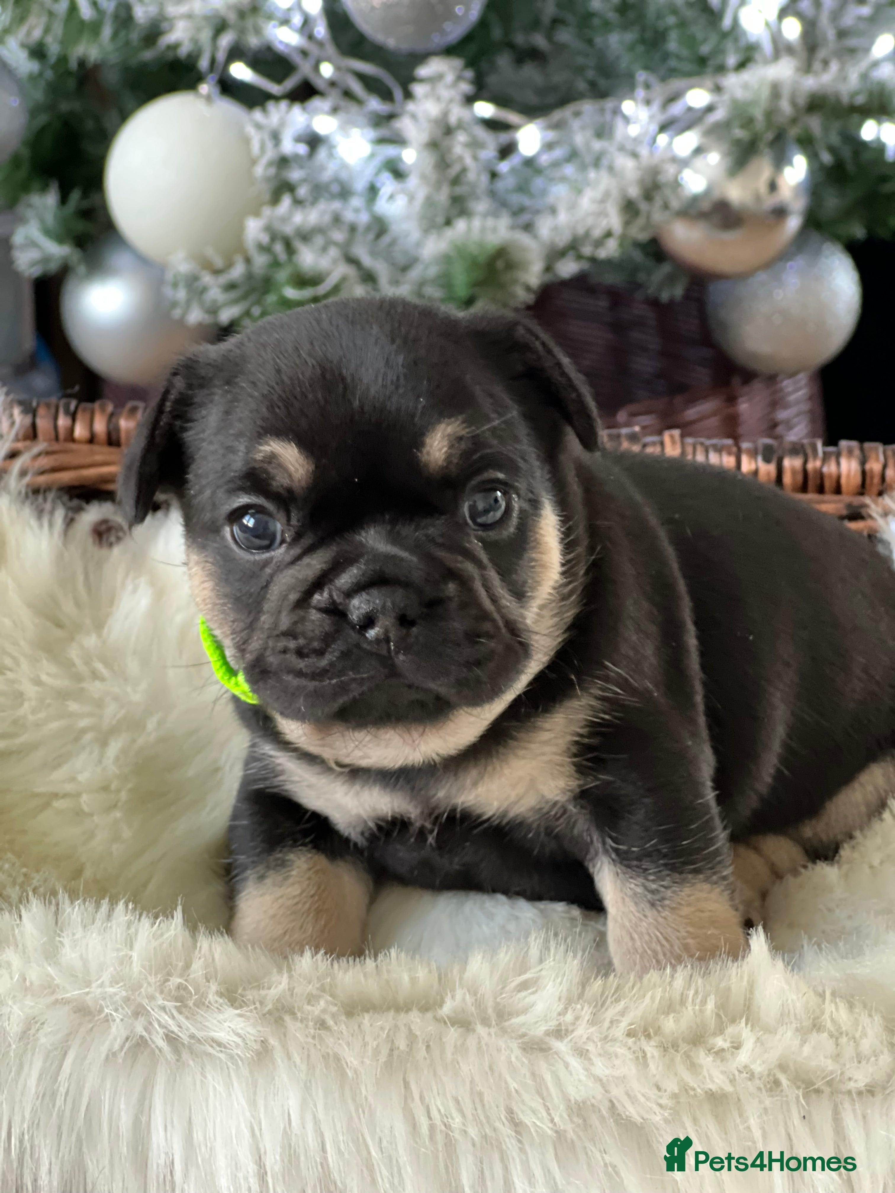 French Bulldog dogs Stunning Kc French Bulldog puppies  - Advert 5