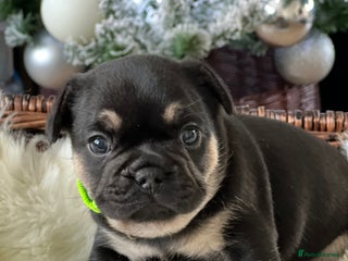 French Bulldog dogs Stunning French Bulldog puppies - Advert 2