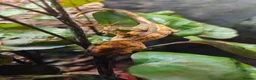 Gecko reptiles for sale: Crested gecko - Advert 3