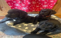 Springador dogs for sale: Beautiful Springador Puppies  - Advert 9