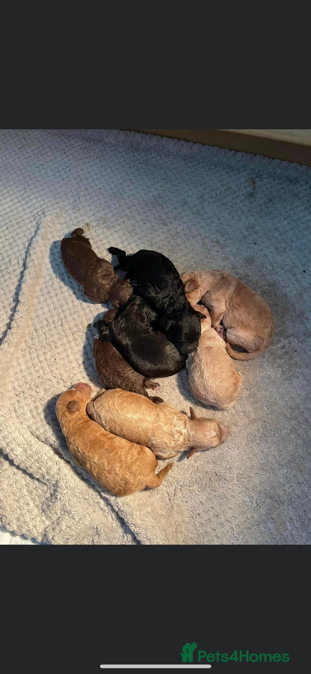 Miniature Poodle dogs for stud: HEALTH TESTED Kc Registered Miniature Poodle STUD in Doncaster - Image 30
