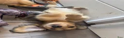 Miniature Dachshund dogs for sale: Long Haired Cream/Shaded Cream KC Mini Dachshunds  - Advert 5