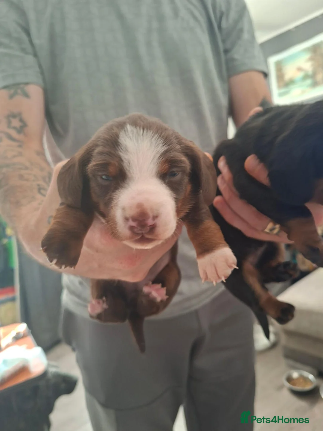 Dachshund dogs for sale: Dachshund  - Advert 9