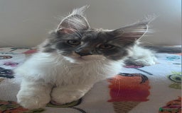 Maine Coon cats for sale: Pure Breed MaineCoon Kitten/TICA  - Image 3