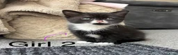 Domestic Shorthair cats for sale: Beautiful Kittens for Sale - Advert 7