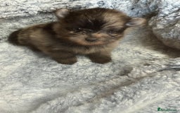 Pomeranian dogs for sale: Very adorable Pomeranian Puppies - Image 21