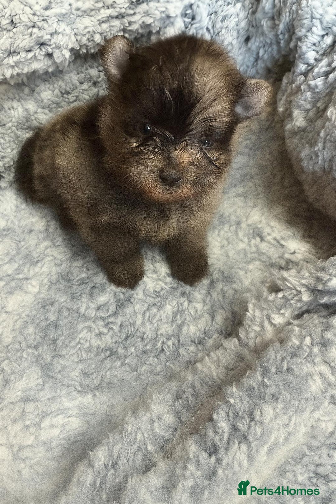 Pomeranian dogs for sale: Very adorable Pomeranian Puppies - Image 21