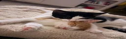 Mixed Breed cats for sale: 3 kittens for sale  - Advert 3