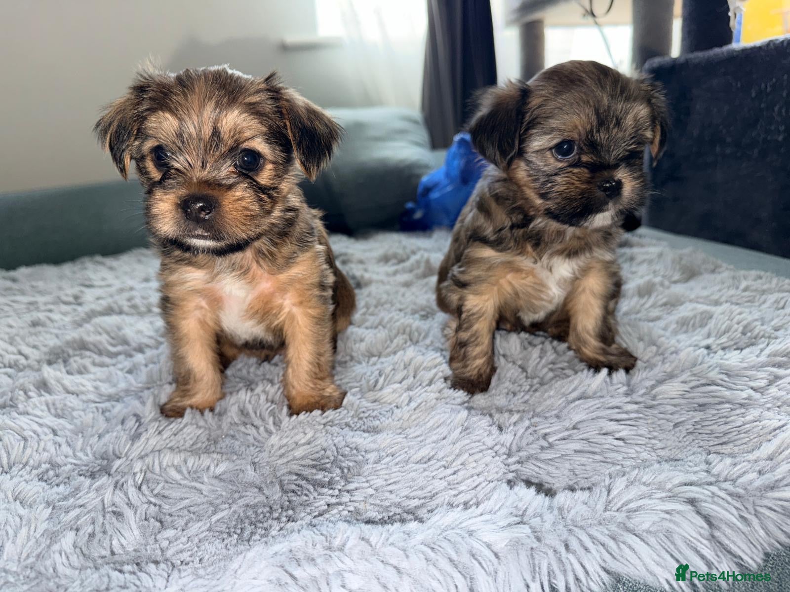 Shorkie dogs Adorable Yorkshire terrier and Shih Tzu Puppies - Advert 1