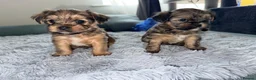 Shorkie dogs for sale: Adorable Yorkshire terrier and Shih Tzu Puppies in Romford - Advert 1