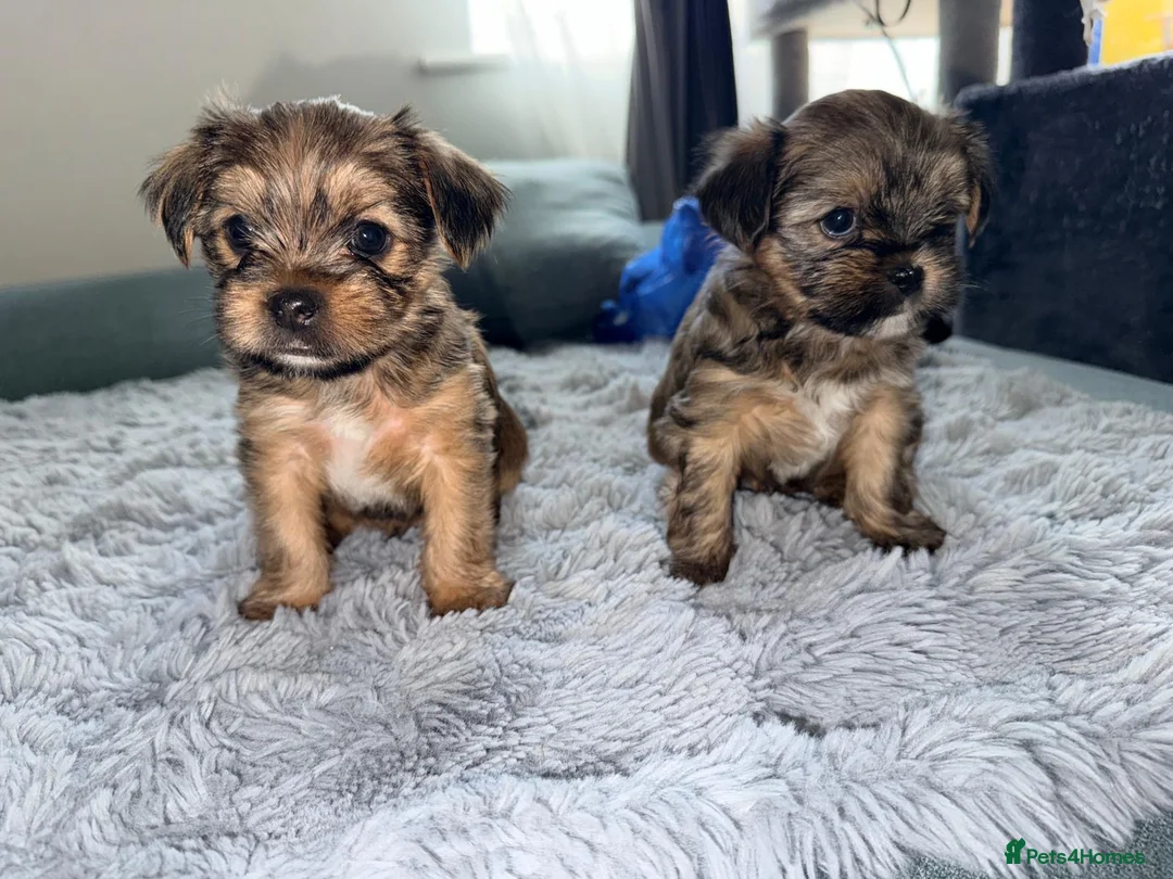 Shorkie dogs for sale: Adorable Yorkshire terrier and Shih Tzu Puppies in Romford - Advert 1