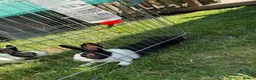 Dutch rabbits for sale: 2 Male Dutch Rabbits  in Malton - Advert 3