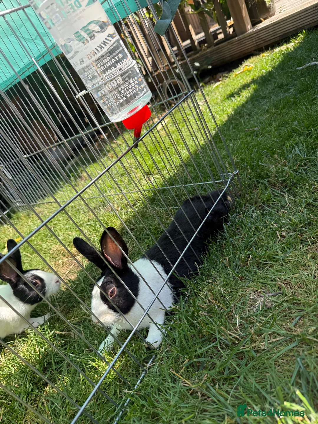 Dutch rabbits for sale: 2 Male Dutch Rabbits  in Malton - Advert 3