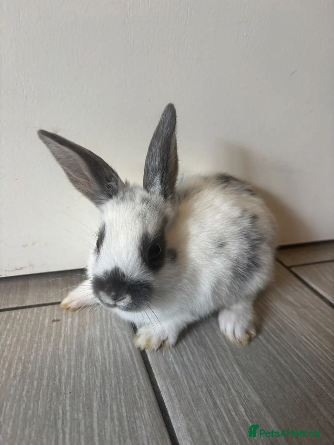 Mixed Breed rabbits for sale: Ready now in Royston - Advert 5