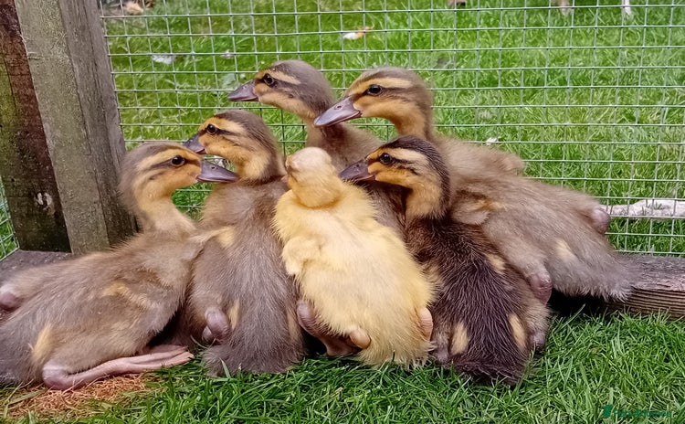 Ducks poultry - Advert 2