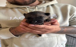 German Shepherd dogs for sale: KC Registered Working Line German Shepherd Puppies - Image 5