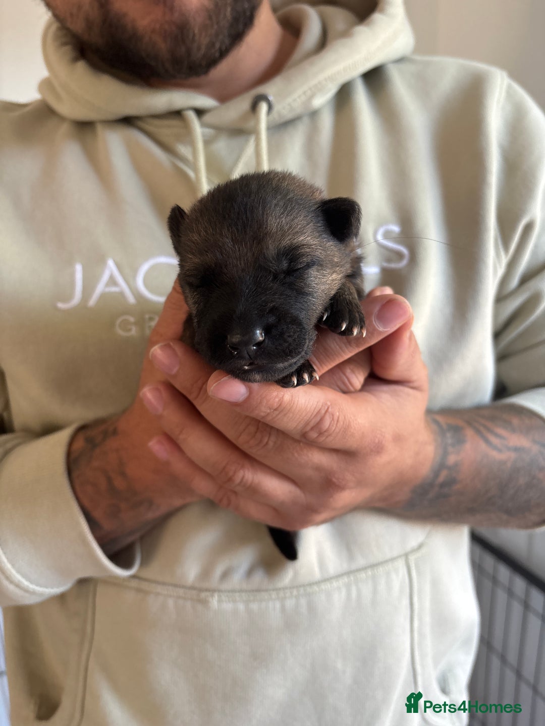 German Shepherd dogs for sale: KC Registered Working Line German Shepherd Puppies - Image 5