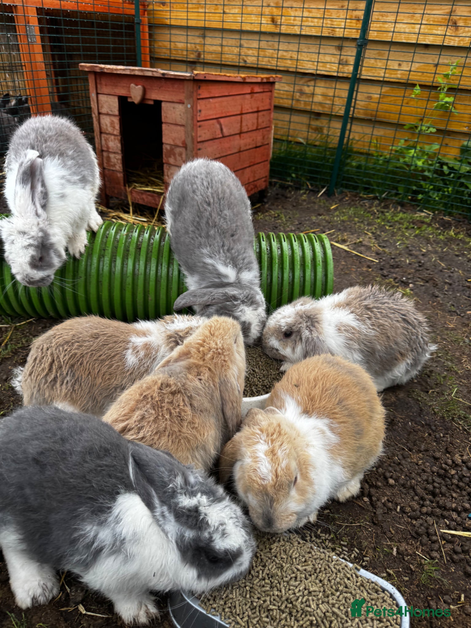 French Lop rabbits 🩷💙 French lop Kits ready to go 🩷💙 - Advert 2