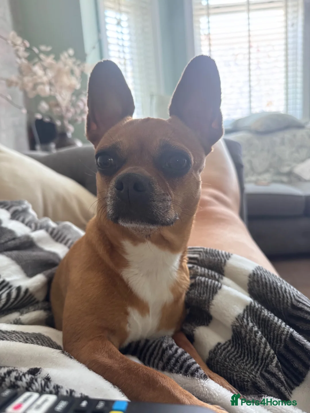 Mixed Breed dogs for sale: Beautiful Nala 5yo Chihuahua X French Bulldog - Advert 28