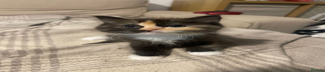 Ragdoll Kitten 3