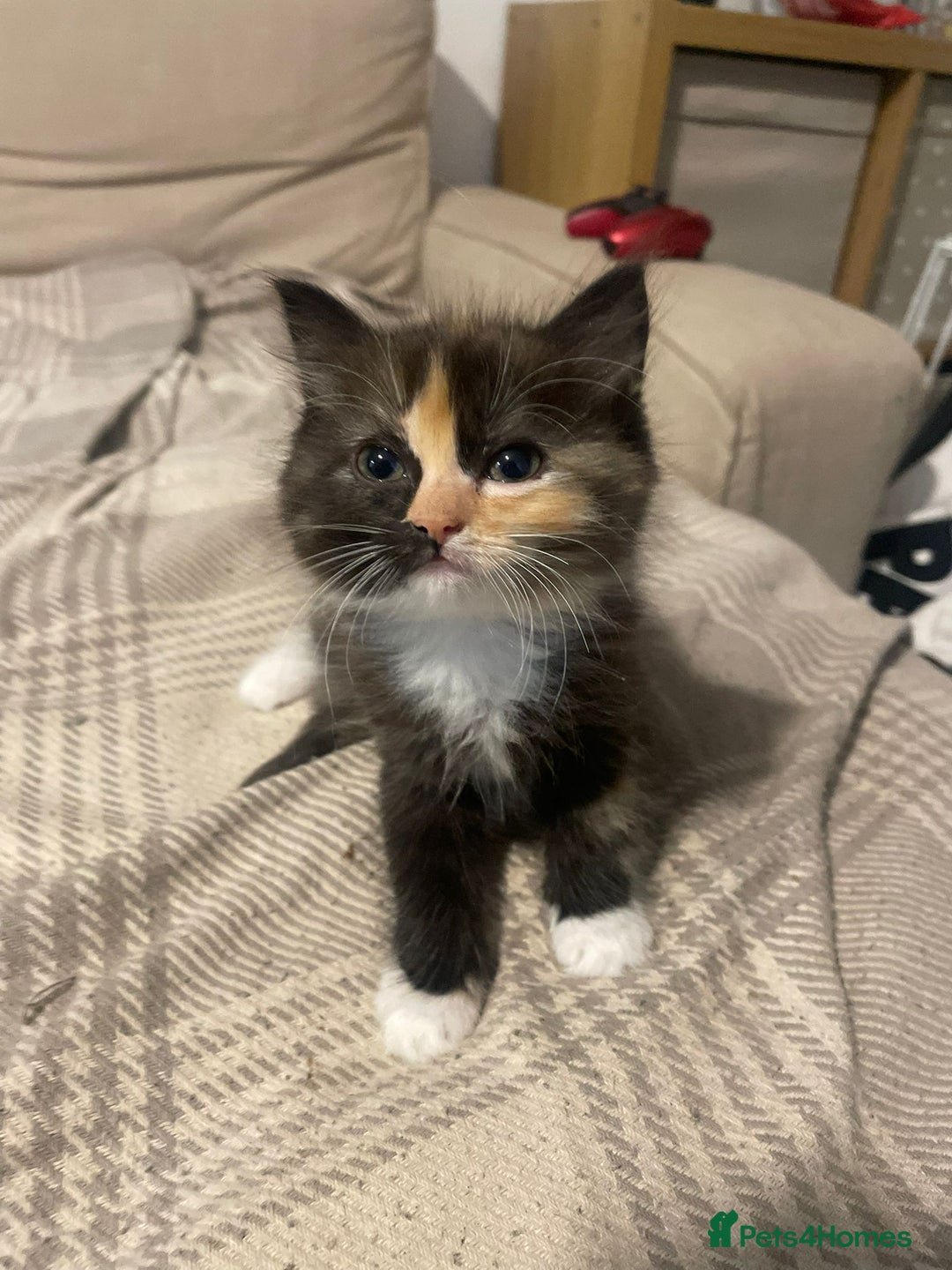 Ragdoll cats for sale: Stunning Half Ragdolls kittens - Image 4