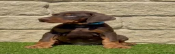 Dobermann dogs for sale: Full European Pedigree Dobermans in Maldon - Advert 5