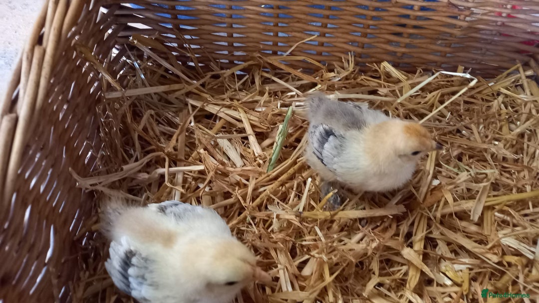 Chickens poultry for sale: Unsexed Mille Fleur Pekin Chicks For Sale  - Image 11