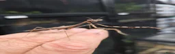 Praying Mantis invertebrates for sale: 4 X Large Peacock Mantis £25 + £5 postage  - Advert 5