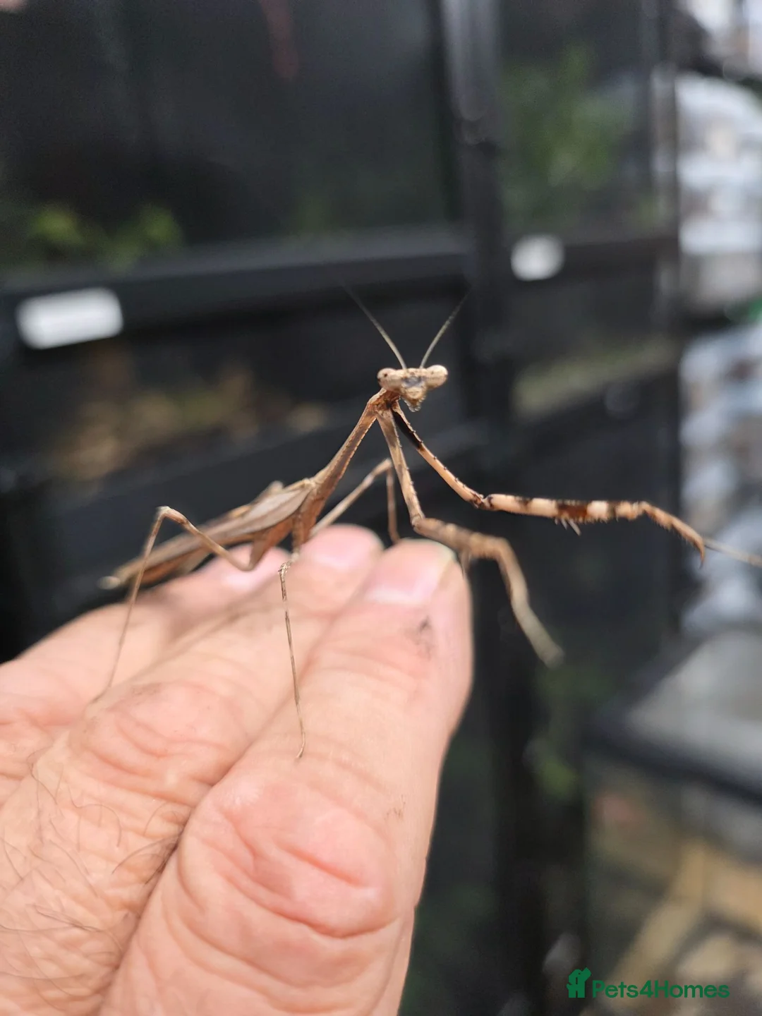Praying Mantis invertebrates for sale: 4 X Large Peacock Mantis £25 + £5 postage  - Advert 5