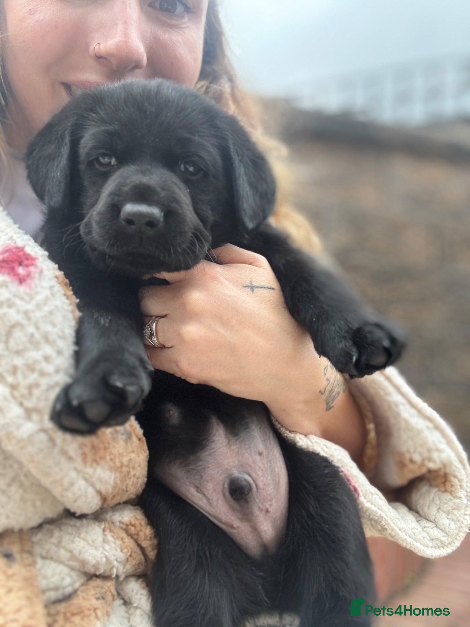 Labrador Retriever dogs 2 male black Labradors left!  - Advert 4