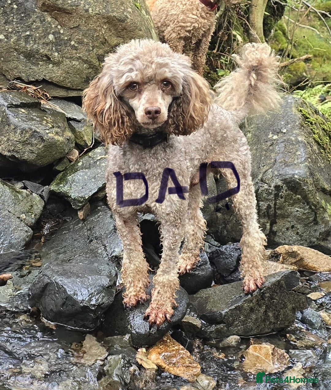 Cockapoo dogs for sale: FABULOUS LITTER OF COCKAPOO PUPPY’S - Advert 14