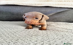 Miniature Dachshund dogs for sale: Miniature dachshund puppies - Image 1