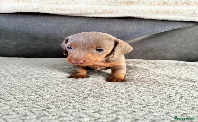 Miniature Dachshund dogs - Advert 7